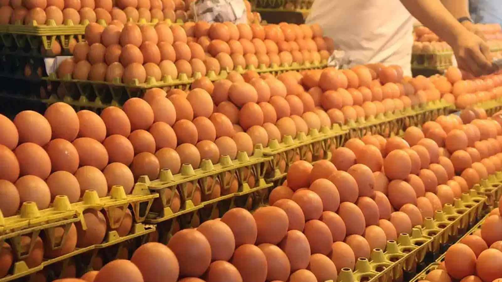 আরো ১৯ কোটি ডিম আমদানির অনুমতি